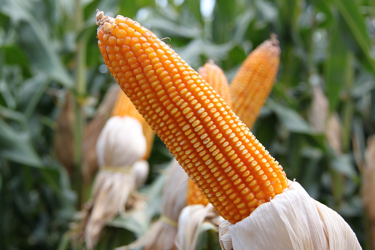 Kukurydza w żywieniu zwierząt. Jaki wpływ na mięso i produkty odzwierzęca mają te ziarna?